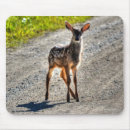 Suche nach schwanz mousepads Tierfotografie