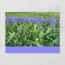 Suche nach bluebells postkarten Landschaft