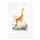 Suche nach african safari poster Afrikanische savanne