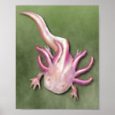 Suche nach axolotl kunst poster Amphibisch