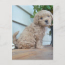 Suche nach shih tzu poster Klein