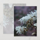 Suche nach magnolie postkarten Quelle