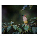 Suche nach vogelei poster Natur