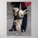Suche nach lustige mops poster Mäuse