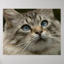 Suche nach hauskatze poster Horizontale