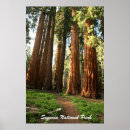 Suche nach sequoia national park poster California