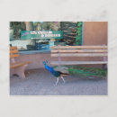 Suche nach peacocks postkarten Birds