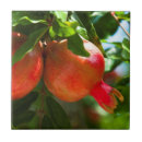 Suche nach granatapfel fliesen Natur