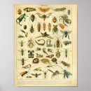 Suche nach hornissen poster Wespe