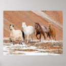 Suche nach kleines pferd poster Bauernhof