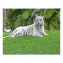 Suche nach weißer tiger poster Tierwelt