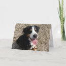 Suche nach bernese mountain dog karten Kaninchen
