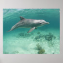 Suche nach bahama poster Unterwasser
