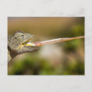 Suche nach chamaeleon poster Afrika