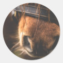 Suche nach pferdeartig aufkleber Reiter