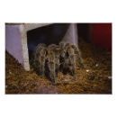 Suche nach tarantula poster Spinnenartiges tier
