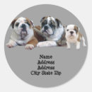 Suche nach bulldogge aufkleber Welpe