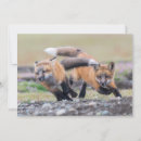 Suche nach tierfamilie karten Fuchs