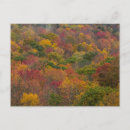 Suche nach chucks postkarten Baum