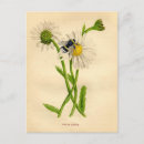 Suche nach vintage bienen postkarten Honigbiene