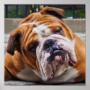 Suche nach chien poster Hund