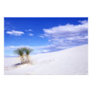 Suche nach yucca poster Sand