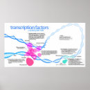 Suche nach zellen Diagramm