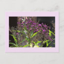 Suche nach lila wildblumen postkarten Natur