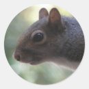 Suche nach rodentia Eichhörnchen