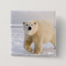 Suche nach steve buttons Alaska