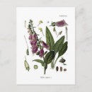 Suche nach fingerhüte poster Digitalis