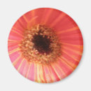 Suche nach gerbera magnete Griechen