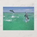 Suche nach tümmler poster Tursiops truncatus