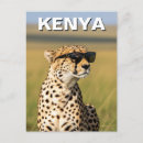 Suche nach cheetah postkarten Safari