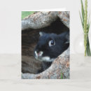 Suche nach kaninchen karten Niedliche tiere