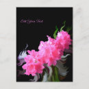 Suche nach regenbogen rosen postkarten Rosa