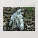 Suche nach pipe poster Waldland