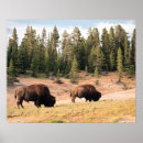 Suche nach bison poster Wald