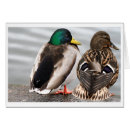 Suche nach gefieder postkarten Feder