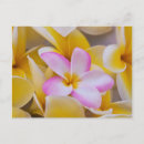 Suche nach überfluss postkarten Ernte