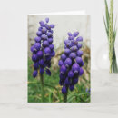 Suche nach violett karten Fotografie