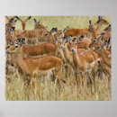 Suche nach impala poster Africa