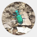 Suche nach grüner käfer aufkleber Natur