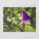 Suche nach gartenarbeiten postkarten Lila