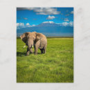 Suche nach kilimanjaro postkarten Amboseli nationalpark