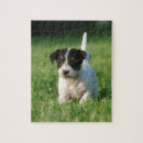 Suche nach jack russell terrier puzzle Welpe