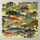 Suche nach ozeanfischen poster Fischer