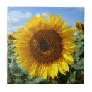 Suche nach natur foto fliesen Sommer