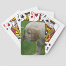 Suche nach puppy spielkarten Retriever