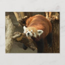 Suche nach lustiger panda postkarten Natur